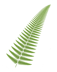 Cyclosorus fern